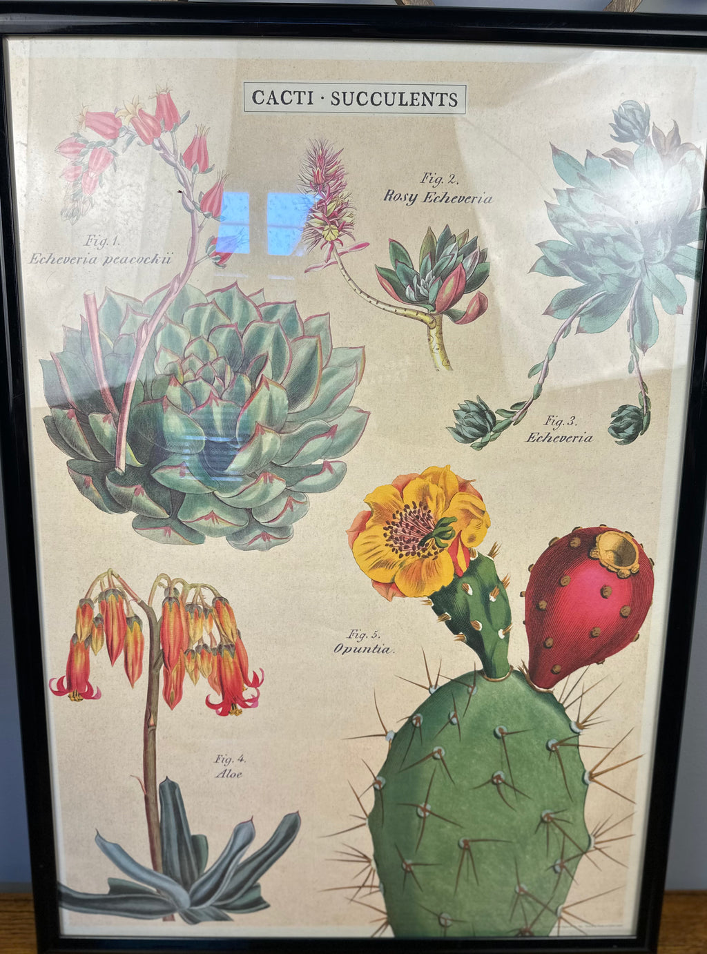 Cactus Succulents Art Print - Framed - New