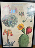 Cactus Succulents Art Print - Framed - New